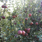 apple-gardent-at-marpha-village