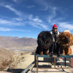 Unlocking the Ideal Season to Travel to Tibet